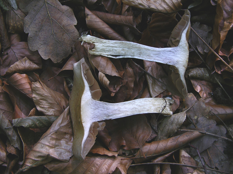 Cortinarius infractus del 08 maggio...furbetto!